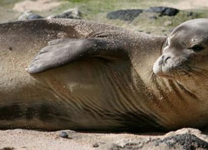 К чему снится тюлень мужчинам, женщинам и детям?